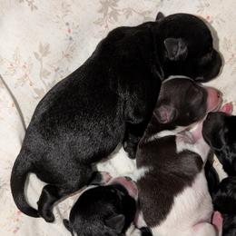 Blossom - Black female Miniature Schnauzer puppy in Paris, Texas from Black Star Farm