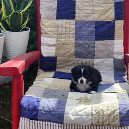 Bunny - Black tri female Miniature Australian Shepherd puppy in Gainesboro, Tennessee from Family Tradition