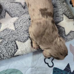Chocolate dapple w cream points - Chocolate and cream male Dachshund puppy in Fulton, Missouri from New Hope Dachshund Puppies