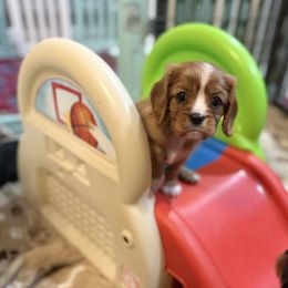 Cooper - Ruby male Cavalier King Charles Spaniel puppy in Ocala, Florida from Ray of Sunshine Spaniels LLC