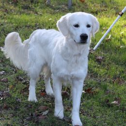 Duchess - Golden Retriever