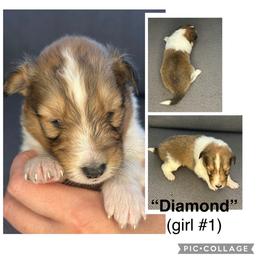 Diamond - Sable and white female Shetland Sheepdog puppy in Aumsville, Oregon from Porter Creek Kennels