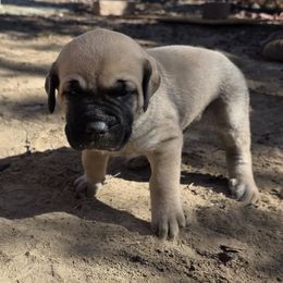 Copper - Fawn male Cane Corso puppy in Vernal, Utah from Diamond Ridge Cane Corsos