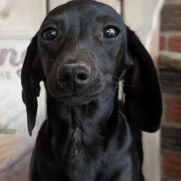 Dixie - Dachshund