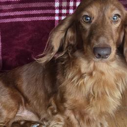 Boris - Dachshund