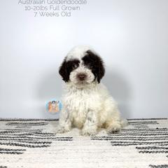 River - Parti male Double Doodle puppy in Southwest Ranches, Florida from Dandy Doodle Ranch