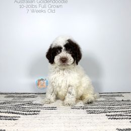 River - Parti male Double Doodle puppy in Southwest Ranches, Florida from Dandy Doodle Ranch