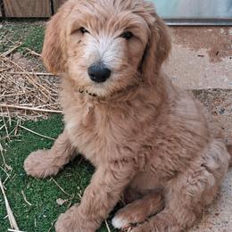 Arthur - Cream male Goldendoodle puppy in Tyrone, Georgia from Whisper Wood Creek