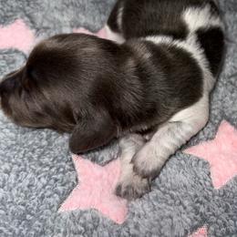 Blizzard - Piebald female Dachshund puppy in Williston, Florida from Teenie Weenie Dachshunds