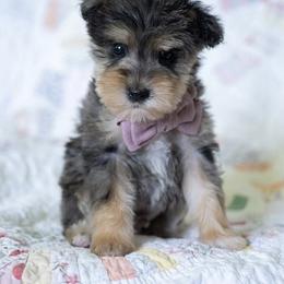 Bernedoodle and Schnoodle Puppies from Grand Lake Poodles & Doodles