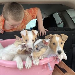 Collie Puppies from Lakeside Collies