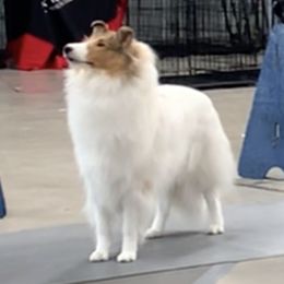 Zoey - Collie
