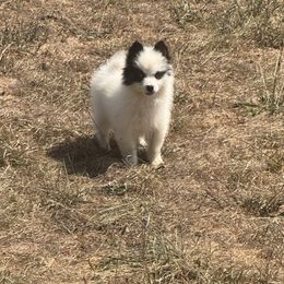 Jack - Black and white male Pomsky puppy in Bucyrus, Missouri from Hill Top Pomskies