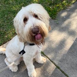 Gideon - Caramel cream male Australian Labradoodle puppy in Denton, Texas from Liberty Hill Labradoodles