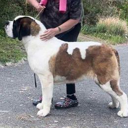 Available female - Mahogany and white female Saint Bernard puppy in North Beach, Maryland from Mt.Harmony Saint Bernards