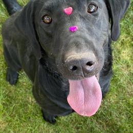 Labrador Retrievers from Logan River Retrievers