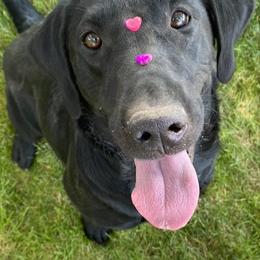 Labrador Retrievers from Logan River Retrievers