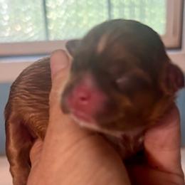 Jamie - Chocolate and tan female Shih Tzu puppy in Skipperville, Alabama from Nay Nay’s Babies