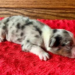 Baxter - Blue merle male Australian Shepherd puppy in Loda, Illinois from Pilcher Farms
