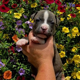 Ye - Blue male American Staffordshire Terrier puppy in Clintwood, Virginia from SkyBlue Kennel