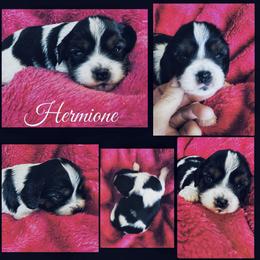 Hermione Granger - Tri-color female Cavapoo puppy in Battle Lake, Minnesota from Panda Puppies