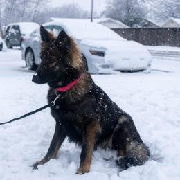 Belgian Malinois and German Shepherds from Madhouse’s Belgian Malinois and German Shepherds