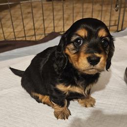 Agira (purple) - Black and tan female Dachshund puppy in Hartford, Michigan from Mac Fam Dachshunds