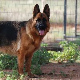 Uschi - German Shepherd