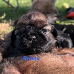 Penny - Red female Shih Tzu puppy in Bloomfield, Indiana from Meihem Pups