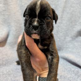 Max - Brindle male Boxer puppy in Campbellsville, Kentucky from Bellbox German Boxers