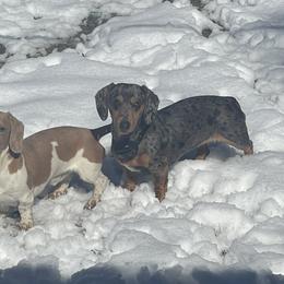 Daisey - Dachshund