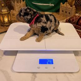 Saudi Arabia - Merle female Goldendoodle puppy in Houston, Texas from Were The Mack'Doodles
