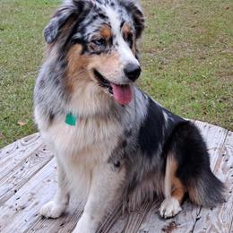 Pearl - Australian Shepherd