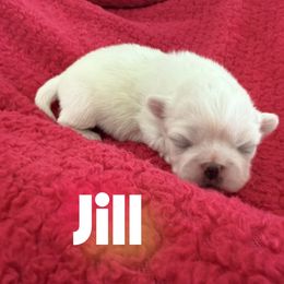 Girl 1 - female Pekingese puppy in Mabank, Texas from Peke Lovers of Texas