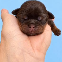 Judge - Chocolate and tan male Shih Tzu puppy in Tallahassee, Florida from Bows and Bow Ties