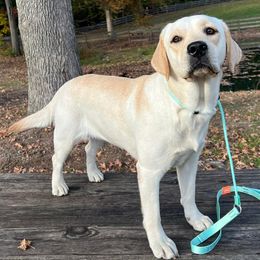 Labrador Retriever puppies from Freedom Ranch Labs