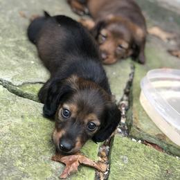 Dachshund Puppies from Crenshaw Dachshunds