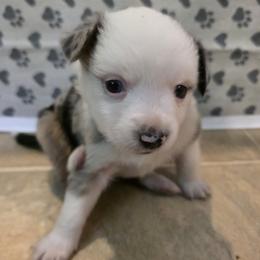 Daisy - Blue merle female Miniature Australian Shepherd puppy in Sound Beach, New York from Awesome Aussies
