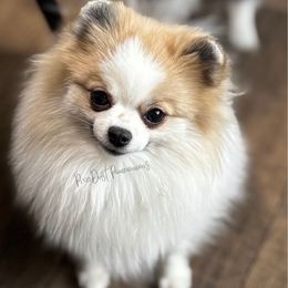 Nellie - Pomeranian