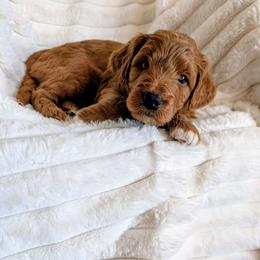 Scooby - Red male Bernedoodle puppy in Elkhart, Iowa from Quality Iowa Doodles