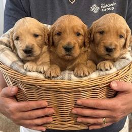 Goldendoodle puppies from Petal Perfect Puppies