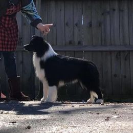 Jack - Border Collie