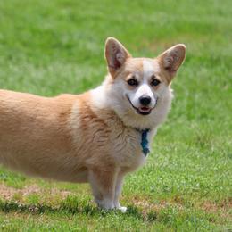 Elsa - Pembroke Welsh Corgi