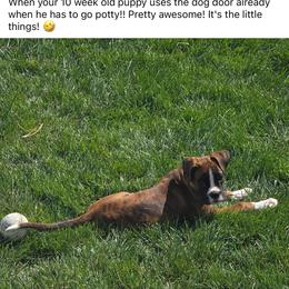 Boxer All Grown Up from Rorschach Boxers