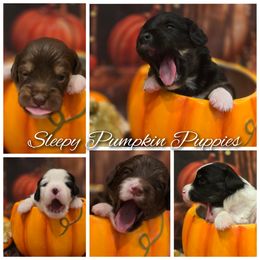 Aussiedoodle, Bordoodle, and Double Doodle Puppies from Ramirez Family Doodles