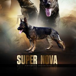 Nova - German Shepherd