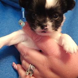 Oreo - Black and white male Chihuahua puppy in Amity, Pennsylvania from Baxters Chihuahuas