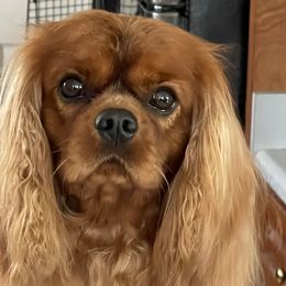 Shawnee - Cavalier King Charles Spaniel