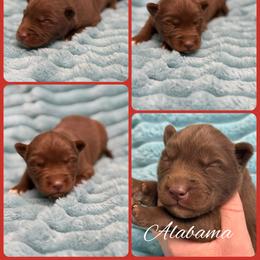 Alabama - Red and white male Siberian Husky puppy in London, Ohio from Rose Trail Siberian’s
