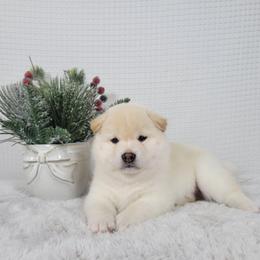 Yuki - Cream male Shiba Inu puppy in Sacramento, California from Shiba Inu of Matrix